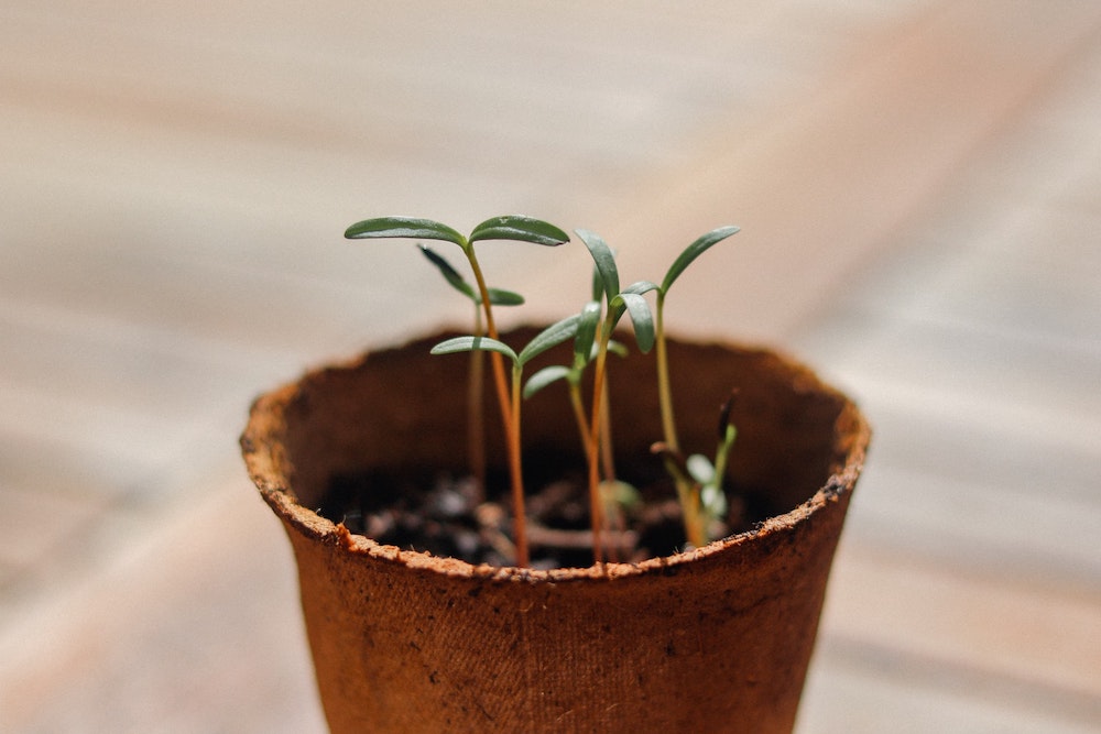 Sprouts just emerging from the soil in a small pot