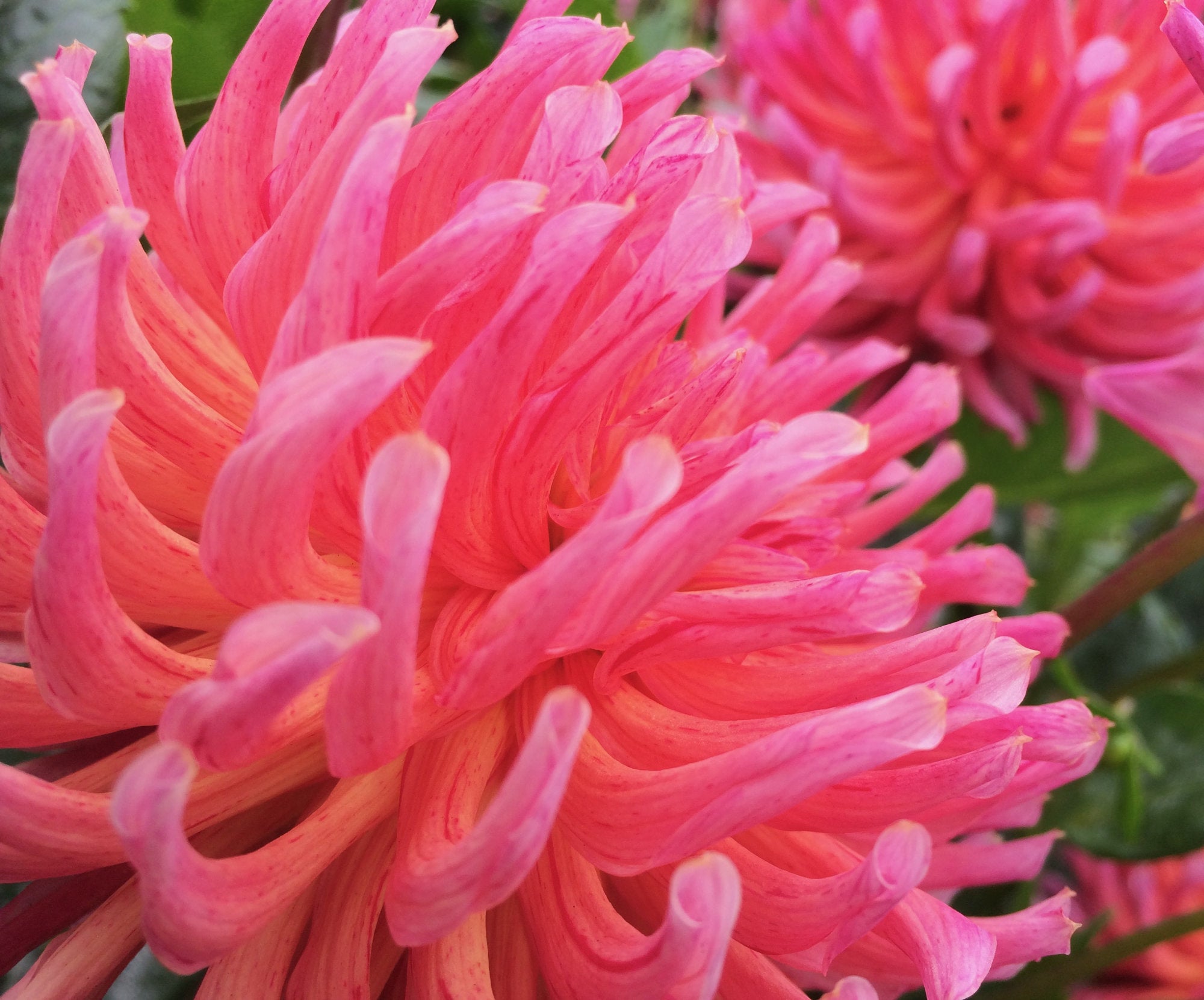 A bright pink dahlia, shown up close, with another pink bloom in the background.