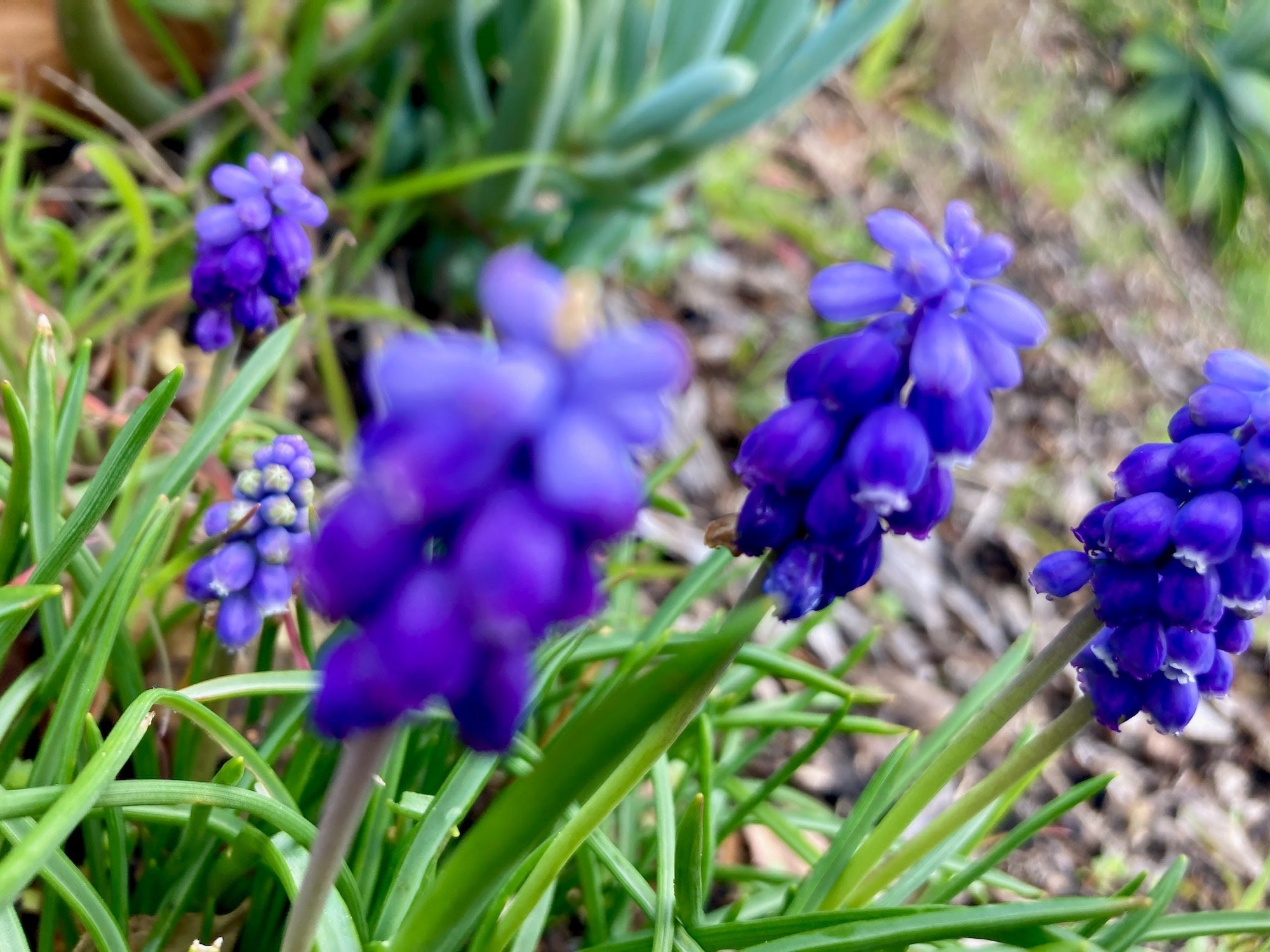 Close up view of several grape hyacinth blossoms among green grass