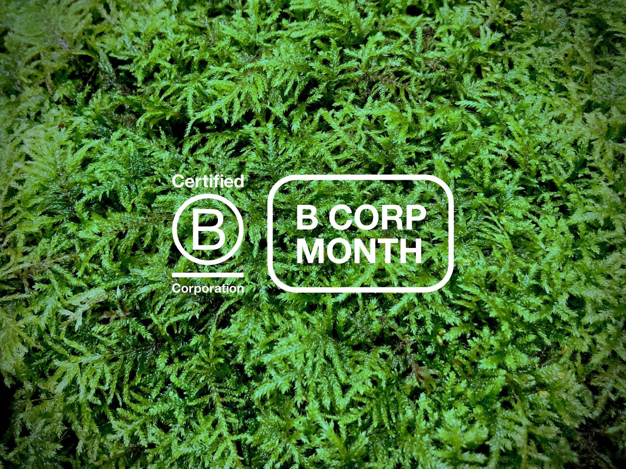 Deep green moss overlaid with Certified B Corporation and B Corp Month