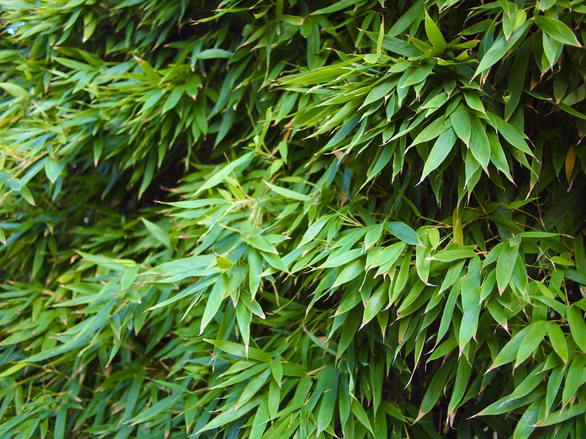 Overlapping green bamboo leaves