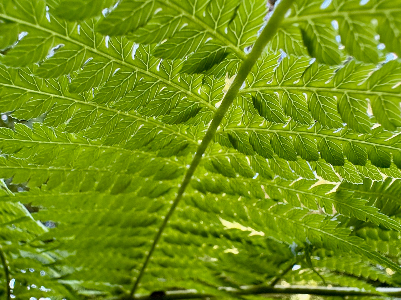 Close-up view of fern fronds with veins highlighted, backlit by the sun.