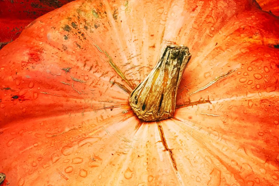 Bright orange organic pumpkin, showing fall colors
