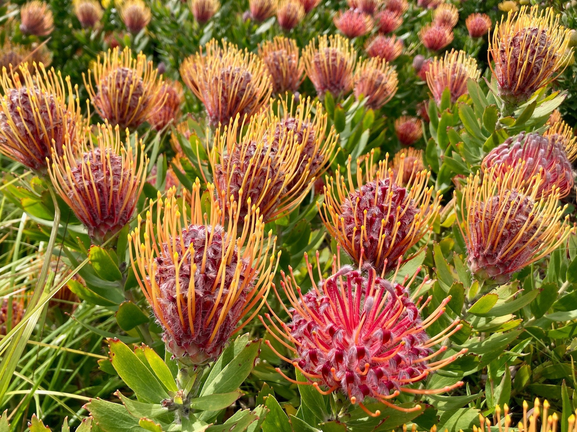 A field of ornamental pincushions, vibrant flowers with deep red bases and prominent yellow-orange stamens reaching toward the sky.