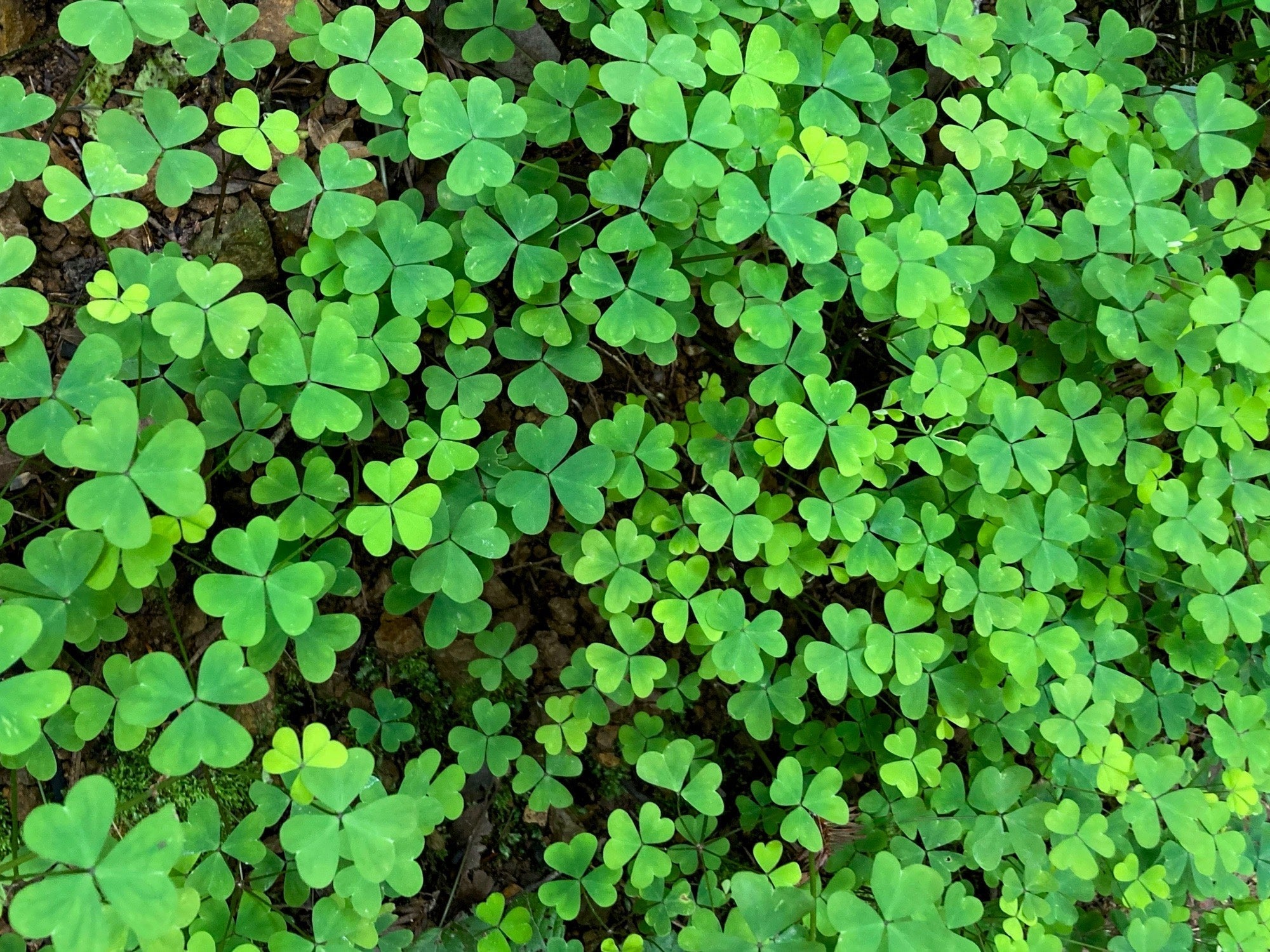 A dense blanket of vivid green oxalis leaves, that appear like three-leaf clovers.