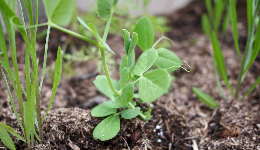 A small pea plant sprouts from the soil