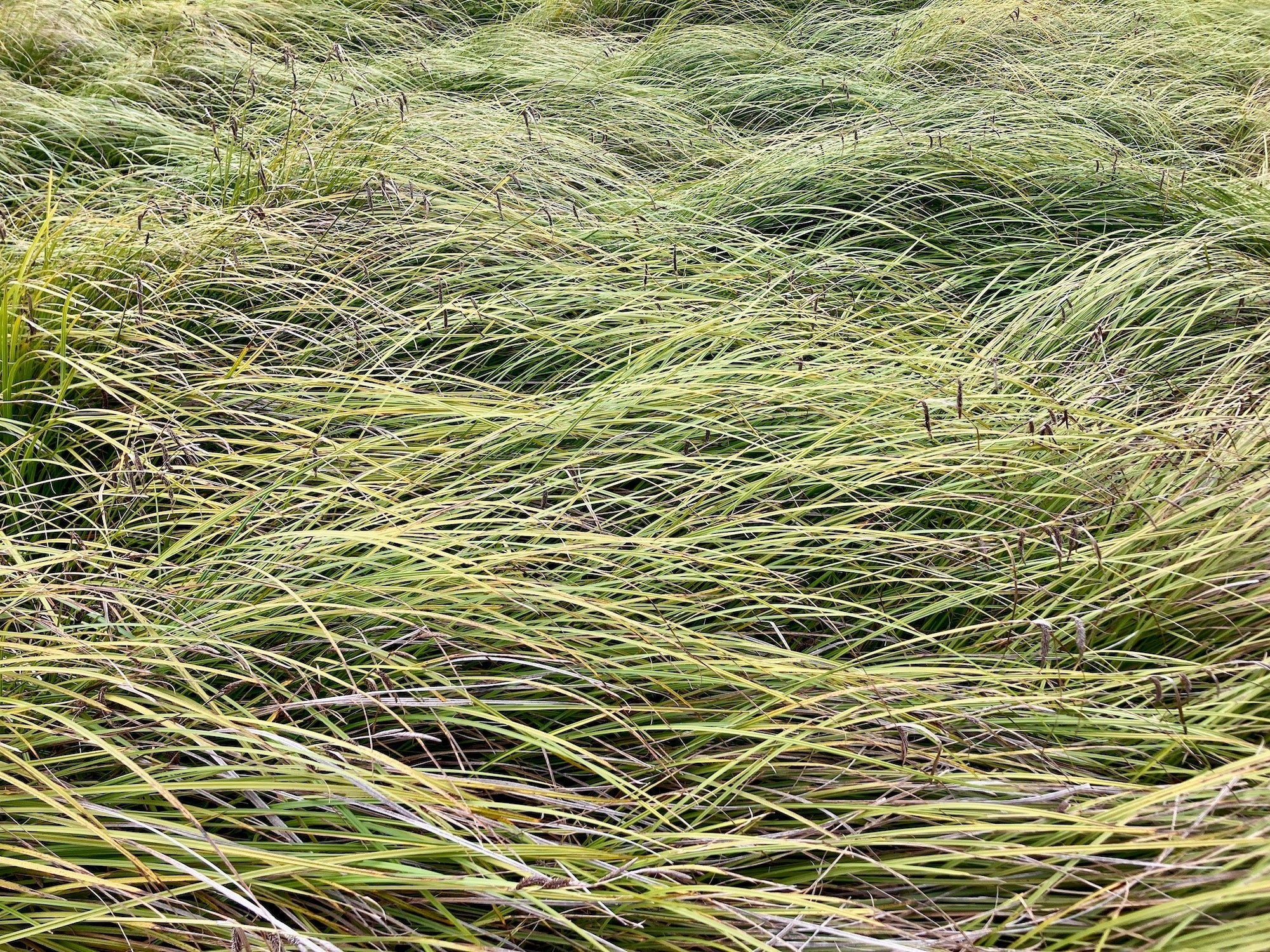 Overlapping wetland grasses in the wind